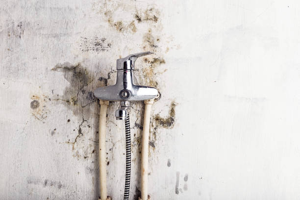 Best Mold Damage Repair  in Urbana, MD