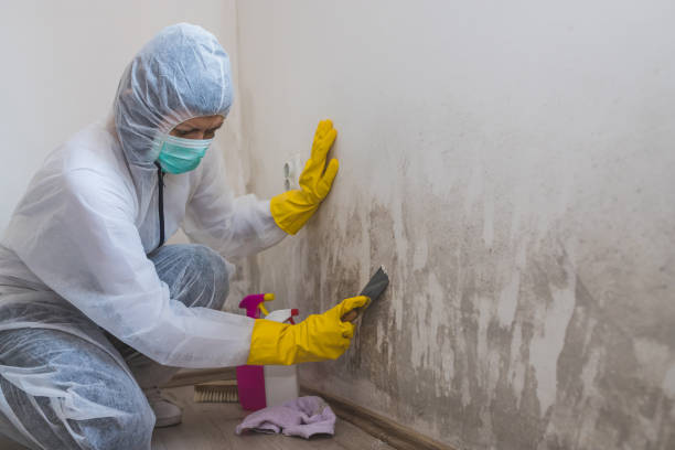 Best Certified Mold Removal  in Urbana, MD