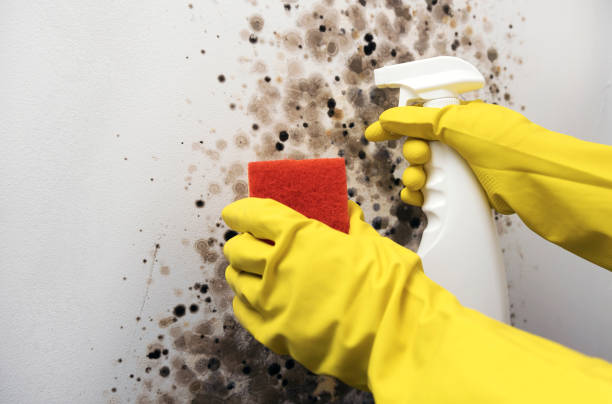 Best Attic Mold Removal  in Urbana, MD