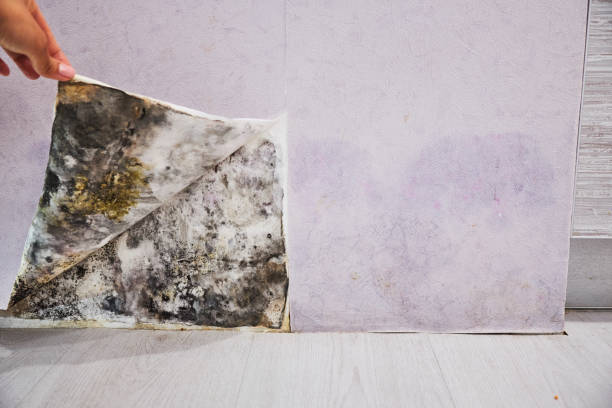 Best Water Damage Restoration  in Urbana, MD